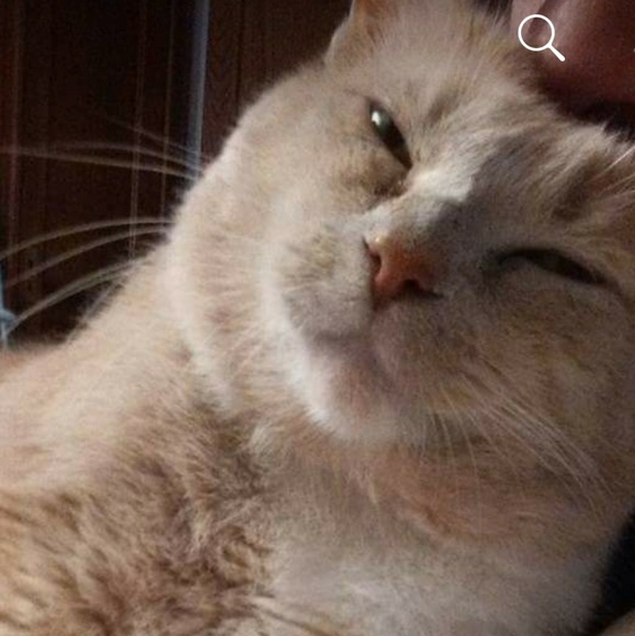 ✨ Cat-friendly home ✨ - Picture 3 of 4